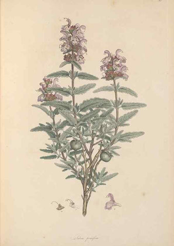 Reproducción/Reproduction 49556766881: Flora Graeca, sive, Plantarum rariorum historia, quas in provinciis aut insulis Graeciae /. Londini :Typis Richardi Taylor et socii, in Vico Shoe-Lane :MDCCCVI-MDCCCXL [1806-1840].. 