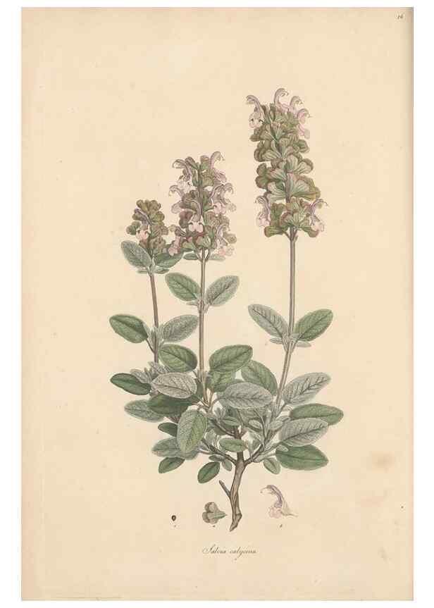 Reproducción/Reproduction 49556767191: Flora Graeca, sive, Plantarum rariorum historia, quas in provinciis aut insulis Graeciae /. Londini :Typis Richardi Taylor et socii, in Vico Shoe-Lane :MDCCCVI-MDCCCXL [1806-1840].. 