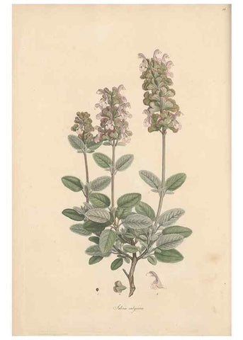 Reproducción/Reproduction 49556767191: Flora Graeca, sive, Plantarum rariorum historia, quas in provinciis aut insulis Graeciae /. Londini :Typis Richardi Taylor et socii, in Vico Shoe-Lane :MDCCCVI-MDCCCXL [1806-1840].. 