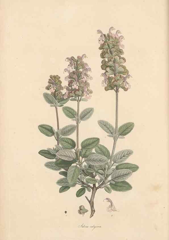 Reproducción/Reproduction 49556767191: Flora Graeca, sive, Plantarum rariorum historia, quas in provinciis aut insulis Graeciae /. Londini :Typis Richardi Taylor et socii, in Vico Shoe-Lane :MDCCCVI-MDCCCXL [1806-1840].. 