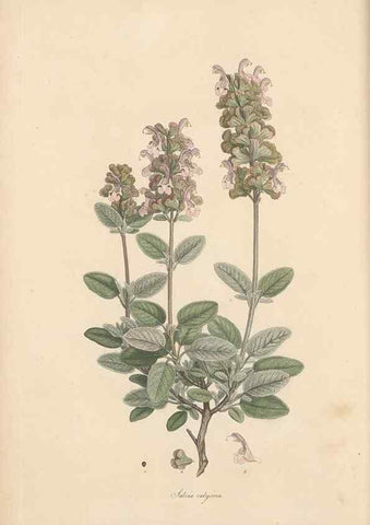 Reproducción/Reproduction 49556767191: Flora Graeca, sive, Plantarum rariorum historia, quas in provinciis aut insulis Graeciae /. Londini :Typis Richardi Taylor et socii, in Vico Shoe-Lane :MDCCCVI-MDCCCXL [1806-1840].. 