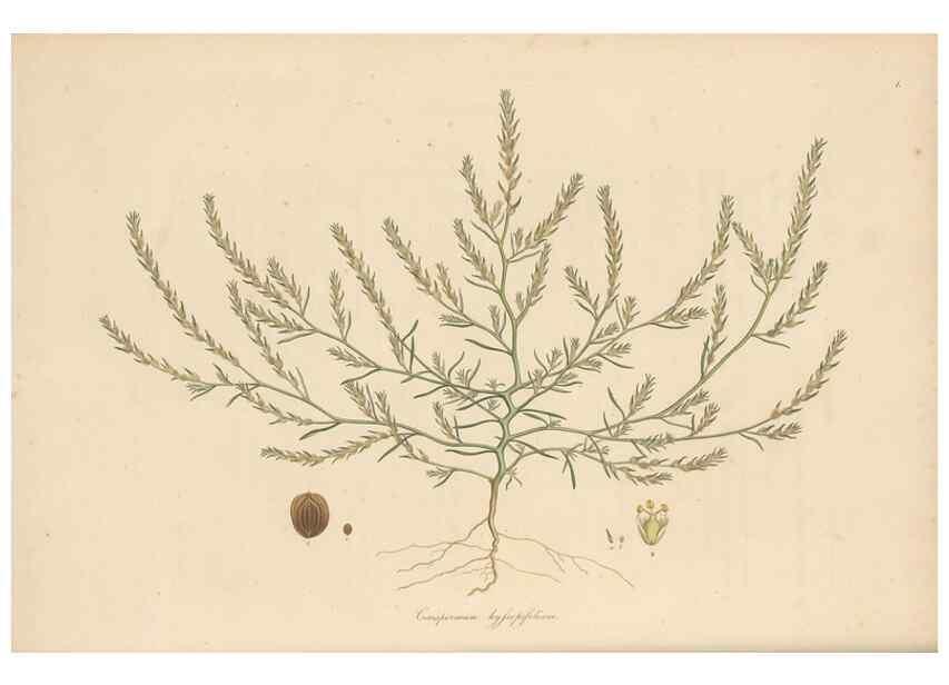 Reproducción/Reproduction 49556762791: Flora Graeca, sive, Plantarum rariorum historia, quas in provinciis aut insulis Graeciae /. Londini :Typis Richardi Taylor et socii, in Vico Shoe-Lane :MDCCCVI-MDCCCXL [1806-1840].. 