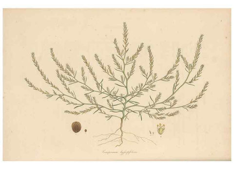 Reproducción/Reproduction 49556762791: Flora Graeca, sive, Plantarum rariorum historia, quas in provinciis aut insulis Graeciae /. Londini :Typis Richardi Taylor et socii, in Vico Shoe-Lane :MDCCCVI-MDCCCXL [1806-1840].. 