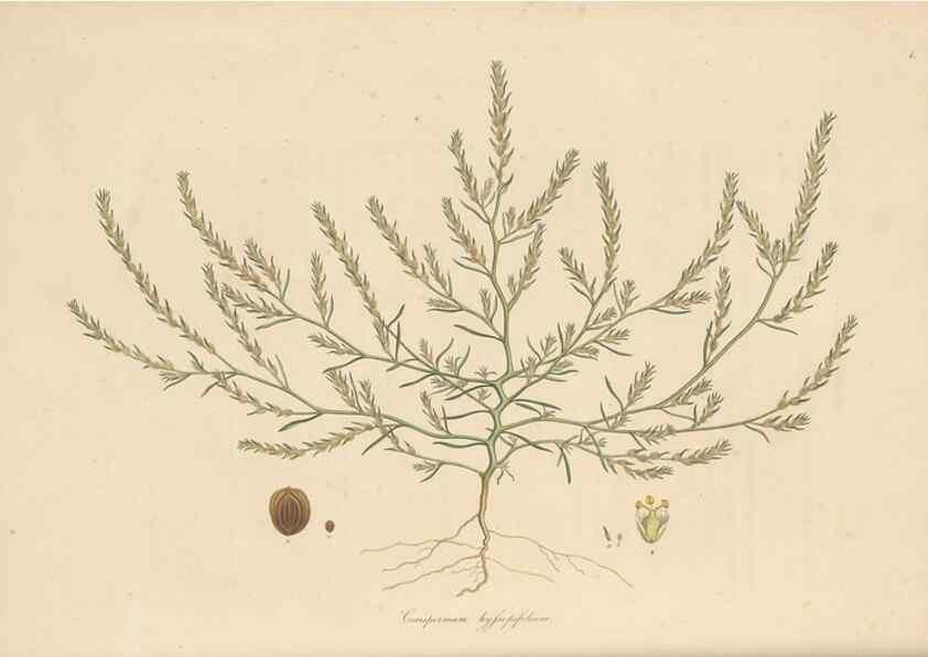 Reproducción/Reproduction 49556762791: Flora Graeca, sive, Plantarum rariorum historia, quas in provinciis aut insulis Graeciae /. Londini :Typis Richardi Taylor et socii, in Vico Shoe-Lane :MDCCCVI-MDCCCXL [1806-1840].. 