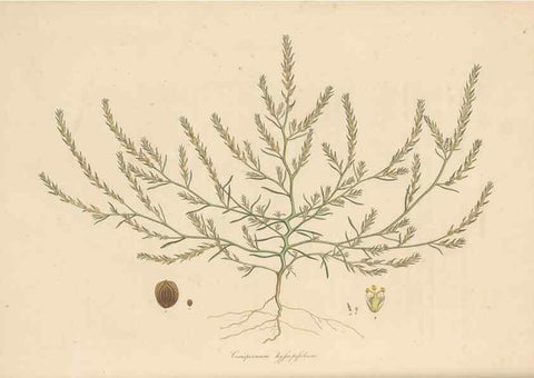 Reproducción/Reproduction 49556762791: Flora Graeca, sive, Plantarum rariorum historia, quas in provinciis aut insulis Graeciae /. Londini :Typis Richardi Taylor et socii, in Vico Shoe-Lane :MDCCCVI-MDCCCXL [1806-1840].. 