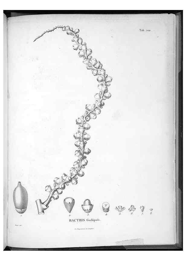 Reproducción/Reproduction 49556932847: Nova genera et species plantarum :. Antverpiae :Ex officina Christophori Plantini ...,1576.. 
