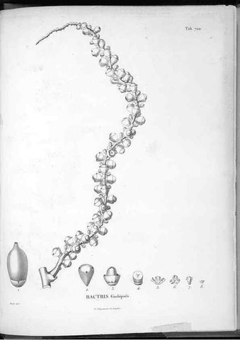Reproducción/Reproduction 49556932847: Nova genera et species plantarum :. Antverpiae :Ex officina Christophori Plantini ...,1576.. 