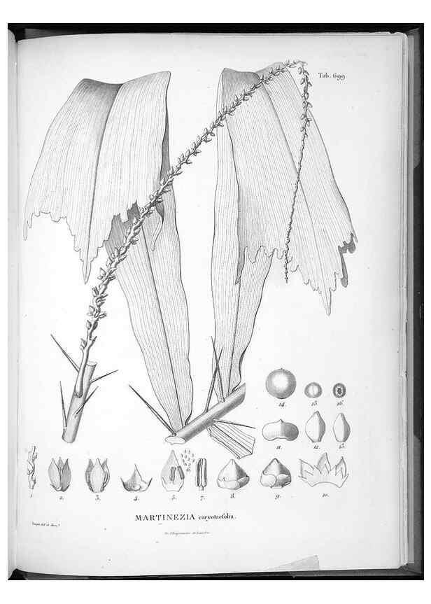 Reproducción/Reproduction 49556932512: Nova genera et species plantarum :. Antverpiae :Ex officina Christophori Plantini ...,1576.. 