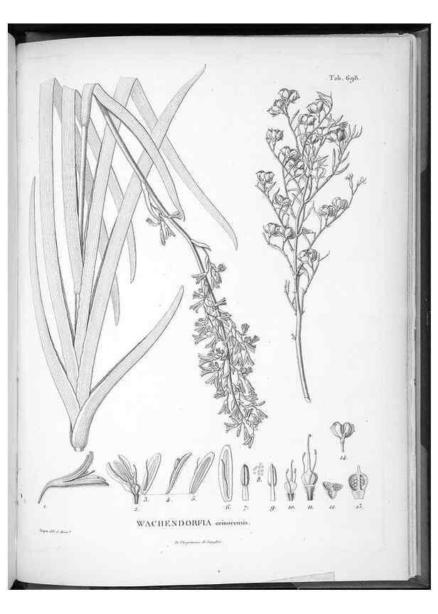 Reproducción/Reproduction 49556932242: Nova genera et species plantarum :. Antverpiae :Ex officina Christophori Plantini ...,1576.. 