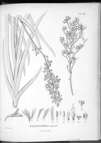 Reproducción/Reproduction 49556932242: Nova genera et species plantarum :. Antverpiae :Ex officina Christophori Plantini ...,1576.. 