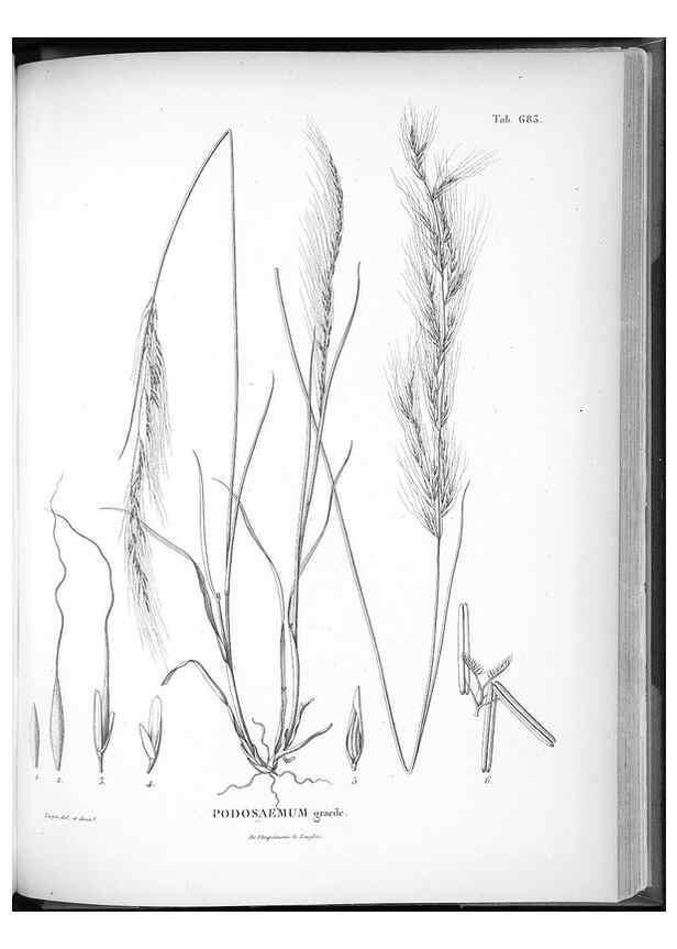 Reproducción/Reproduction 49556928627: Nova genera et species plantarum :. Antverpiae :Ex officina Christophori Plantini ...,1576.. 