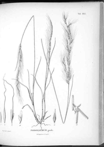 Reproducción/Reproduction 49556928627: Nova genera et species plantarum :. Antverpiae :Ex officina Christophori Plantini ...,1576.. 