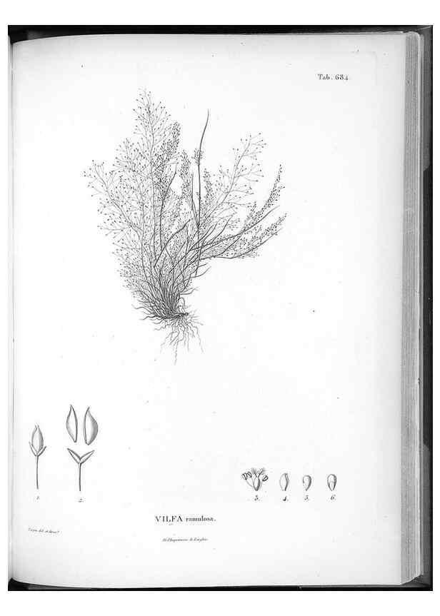 Reproducción/Reproduction 49556928892: Nova genera et species plantarum :. Antverpiae :Ex officina Christophori Plantini ...,1576.. 