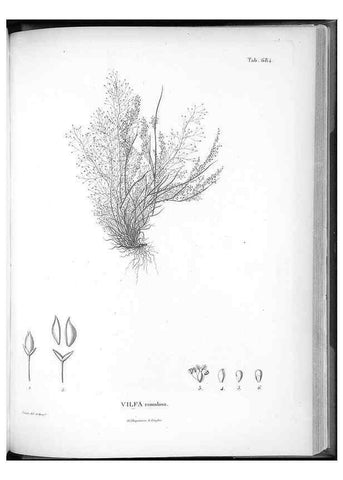 Reproducción/Reproduction 49556928892: Nova genera et species plantarum :. Antverpiae :Ex officina Christophori Plantini ...,1576.. 
