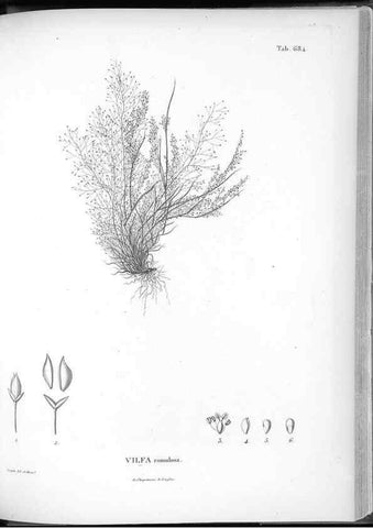 Reproducción/Reproduction 49556928892: Nova genera et species plantarum :. Antverpiae :Ex officina Christophori Plantini ...,1576.. 