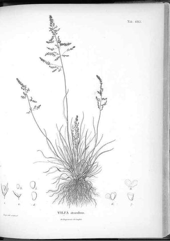 Reproducción/Reproduction 49556194983: Nova genera et species plantarum :. Antverpiae :Ex officina Christophori Plantini ...,1576.. 