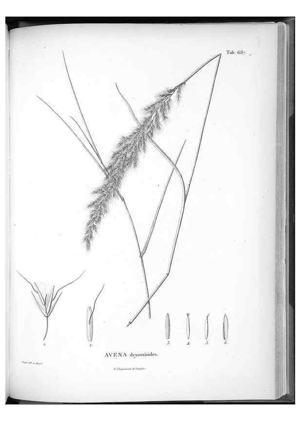 Reproducción/Reproduction 49556692091: Nova genera et species plantarum :. Antverpiae :Ex officina Christophori Plantini ...,1576.. 