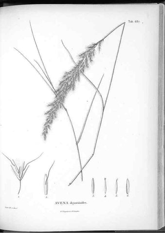 Reproducción/Reproduction 49556692091: Nova genera et species plantarum :. Antverpiae :Ex officina Christophori Plantini ...,1576.. 