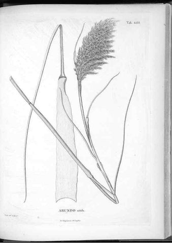 Reproducción/Reproduction 49556929767: Nova genera et species plantarum :. Antverpiae :Ex officina Christophori Plantini ...,1576.. 