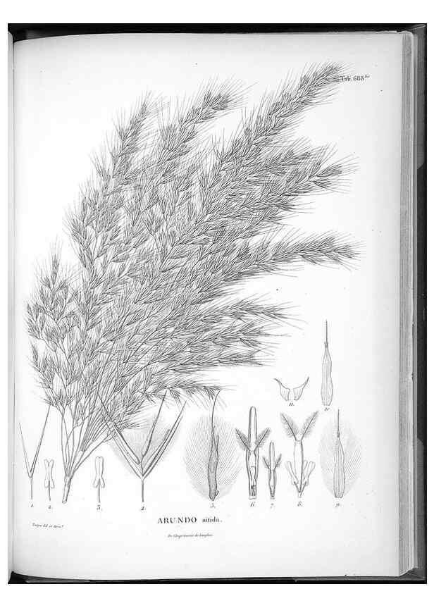 Reproducción/Reproduction 49556692601: Nova genera et species plantarum :. Antverpiae :Ex officina Christophori Plantini ...,1576.. 
