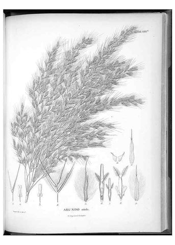 Reproducción/Reproduction 49556692601: Nova genera et species plantarum :. Antverpiae :Ex officina Christophori Plantini ...,1576.. 
