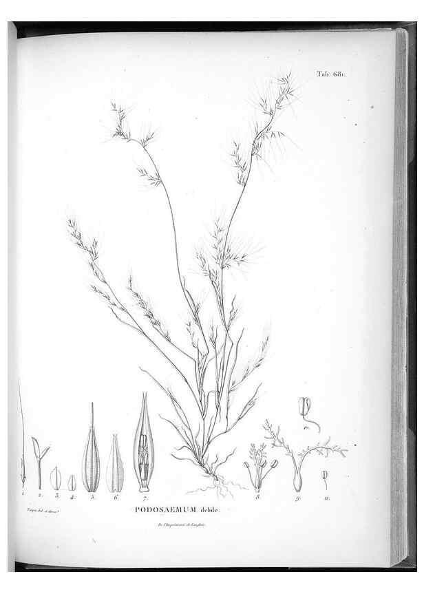 Reproducción/Reproduction 49556193758: Nova genera et species plantarum :. Antverpiae :Ex officina Christophori Plantini ...,1576.. 