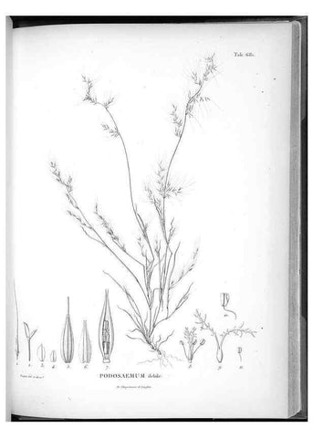 Reproducción/Reproduction 49556193758: Nova genera et species plantarum :. Antverpiae :Ex officina Christophori Plantini ...,1576.. 