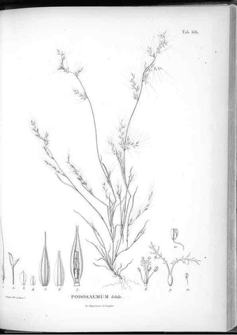 Reproducción/Reproduction 49556193758: Nova genera et species plantarum :. Antverpiae :Ex officina Christophori Plantini ...,1576.. 