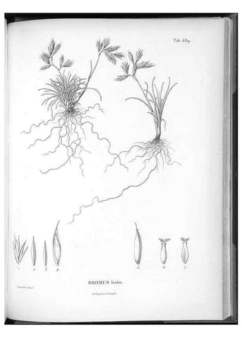 Reproducción/Reproduction 49556930282: Nova genera et species plantarum :. Antverpiae :Ex officina Christophori Plantini ...,1576.. 