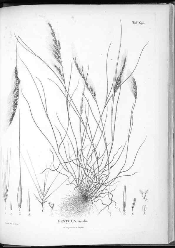 Reproducción/Reproduction 49556930667: Nova genera et species plantarum :. Antverpiae :Ex officina Christophori Plantini ...,1576.. 