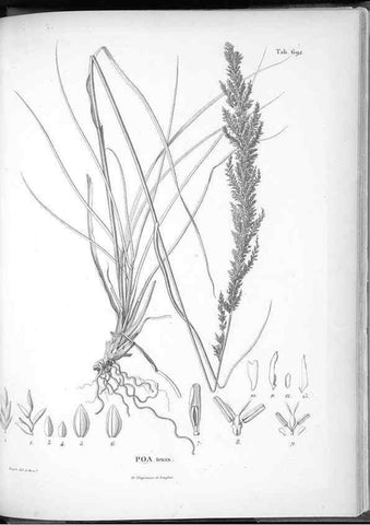 Reproducción/Reproduction 49556693496: Nova genera et species plantarum :. Antverpiae :Ex officina Christophori Plantini ...,1576.. 