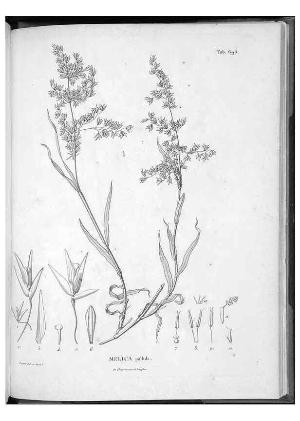 Reproducción/Reproduction 49556693786: Nova genera et species plantarum :. Antverpiae :Ex officina Christophori Plantini ...,1576.. 