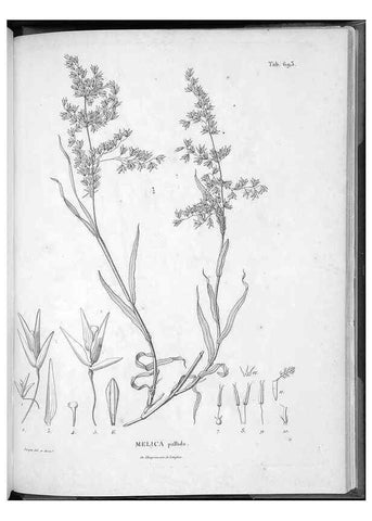 Reproducción/Reproduction 49556693786: Nova genera et species plantarum :. Antverpiae :Ex officina Christophori Plantini ...,1576.. 