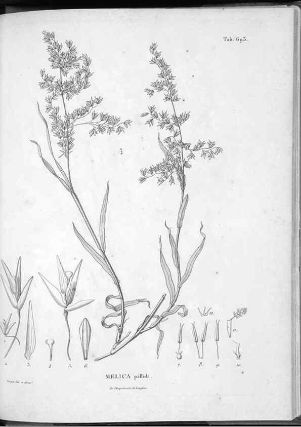 Reproducción/Reproduction 49556693786: Nova genera et species plantarum :. Antverpiae :Ex officina Christophori Plantini ...,1576.. 