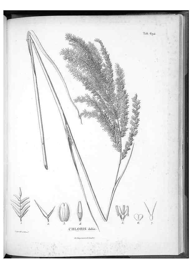 Reproducción/Reproduction 49556694081: Nova genera et species plantarum :. Antverpiae :Ex officina Christophori Plantini ...,1576.. 