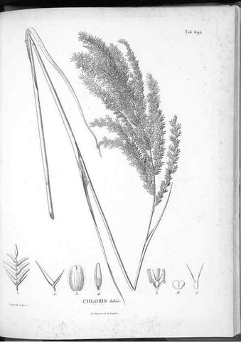 Reproducción/Reproduction 49556694081: Nova genera et species plantarum :. Antverpiae :Ex officina Christophori Plantini ...,1576.. 