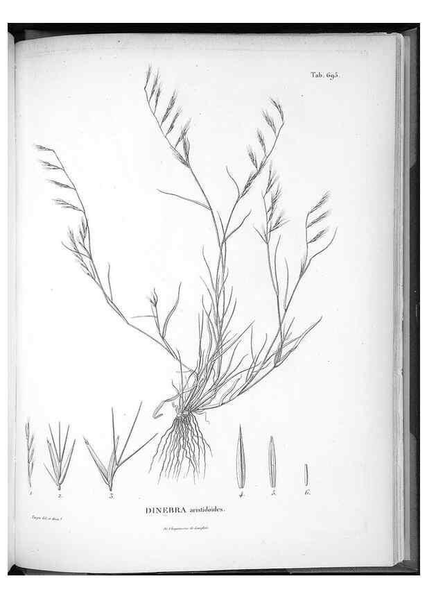 Reproducción/Reproduction 49556197728: Nova genera et species plantarum :. Antverpiae :Ex officina Christophori Plantini ...,1576.. 