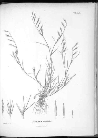 Reproducción/Reproduction 49556197728: Nova genera et species plantarum :. Antverpiae :Ex officina Christophori Plantini ...,1576.. 