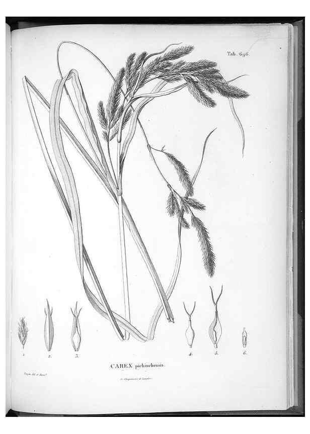 Reproducción/Reproduction 49556197918: Nova genera et species plantarum :. Antverpiae :Ex officina Christophori Plantini ...,1576.. 