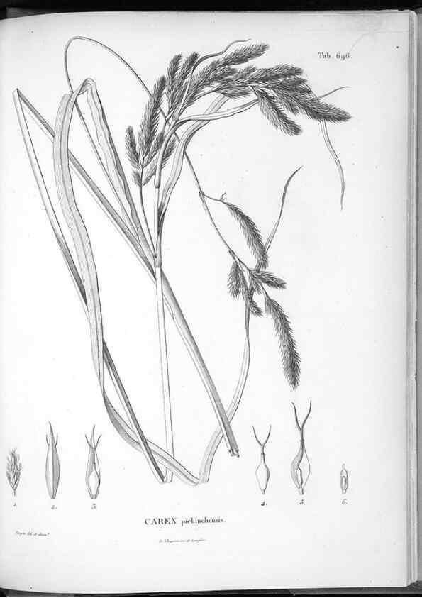Reproducción/Reproduction 49556197918: Nova genera et species plantarum :. Antverpiae :Ex officina Christophori Plantini ...,1576.. 