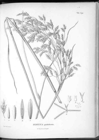 Reproducción/Reproduction 49556930462: Nova genera et species plantarum :. Antverpiae :Ex officina Christophori Plantini ...,1576.. 