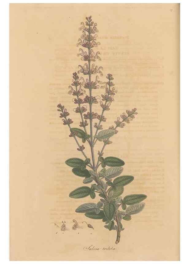 Reproducción/Reproduction 49557004442: Flora Graeca, sive, Plantarum rariorum historia, quas in provinciis aut insulis Graeciae /. Londini :Typis Richardi Taylor et socii, in Vico Shoe-Lane :MDCCCVI-MDCCCXL [1806-1840].. 