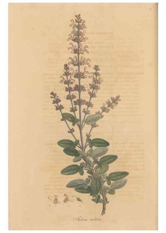 Reproducción/Reproduction 49557004442: Flora Graeca, sive, Plantarum rariorum historia, quas in provinciis aut insulis Graeciae /. Londini :Typis Richardi Taylor et socii, in Vico Shoe-Lane :MDCCCVI-MDCCCXL [1806-1840].. 