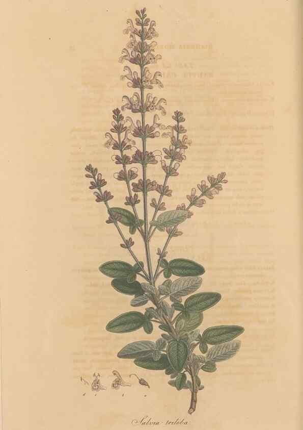 Reproducción/Reproduction 49557004442: Flora Graeca, sive, Plantarum rariorum historia, quas in provinciis aut insulis Graeciae /. Londini :Typis Richardi Taylor et socii, in Vico Shoe-Lane :MDCCCVI-MDCCCXL [1806-1840].. 