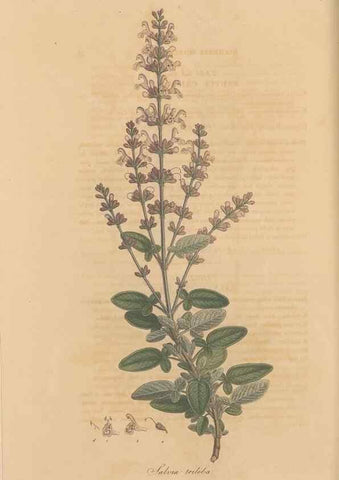Reproducción/Reproduction 49557004442: Flora Graeca, sive, Plantarum rariorum historia, quas in provinciis aut insulis Graeciae /. Londini :Typis Richardi Taylor et socii, in Vico Shoe-Lane :MDCCCVI-MDCCCXL [1806-1840].. 