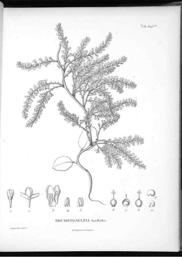 Reproducción/Reproduction 49556917907: Nova genera et species plantarum :. Antverpiae :Ex officina Christophori Plantini ...,1576.. 