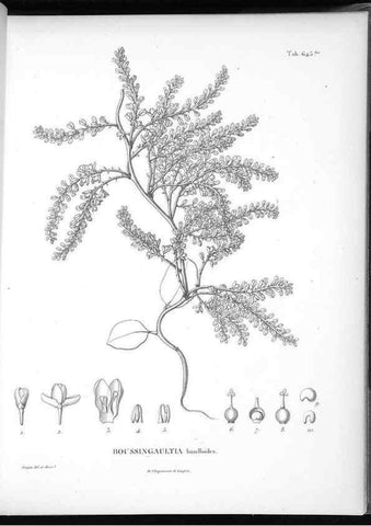 Reproducción/Reproduction 49556917907: Nova genera et species plantarum :. Antverpiae :Ex officina Christophori Plantini ...,1576.. 