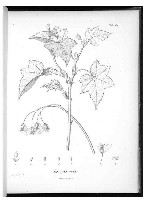 Reproducción/Reproduction 49556679876: Nova genera et species plantarum :. Antverpiae :Ex officina Christophori Plantini ...,1576.. 