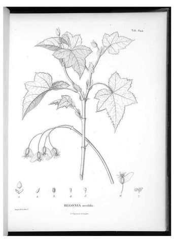 Reproducción/Reproduction 49556679876: Nova genera et species plantarum :. Antverpiae :Ex officina Christophori Plantini ...,1576.. 