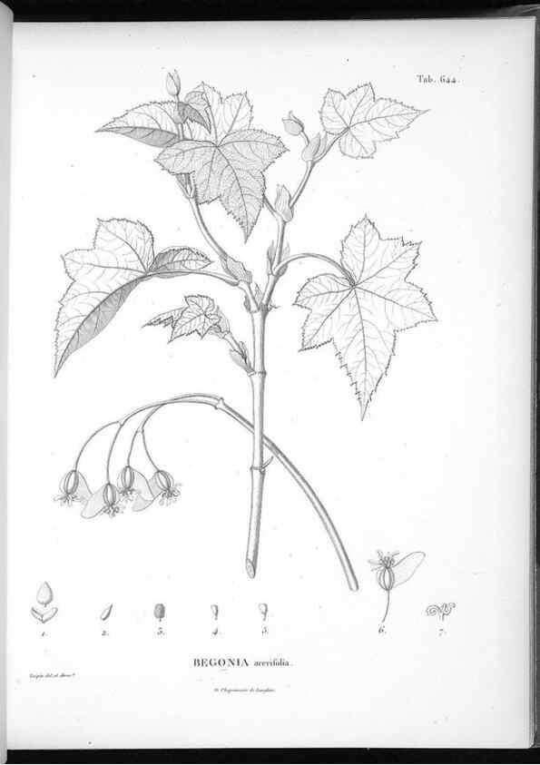 Reproducción/Reproduction 49556679876: Nova genera et species plantarum :. Antverpiae :Ex officina Christophori Plantini ...,1576.. 